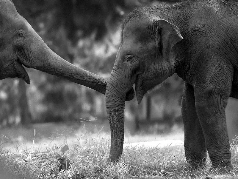 Periyar-wildlife-sanctuary-elephantcouples-kerala-imadtravel