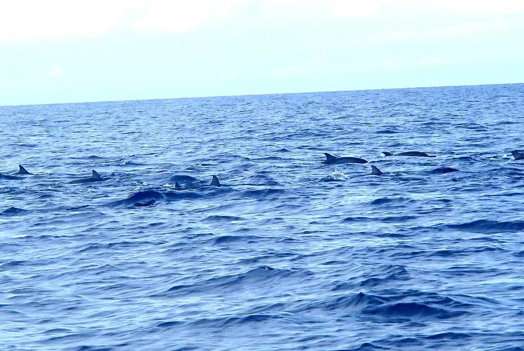 Day-3: Half Day Dolphin Watching Excursion