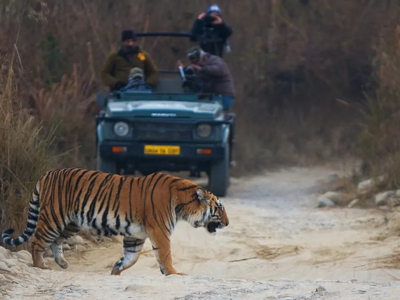 Bengal_Tiger_in_Jim_Corbett_National_Park