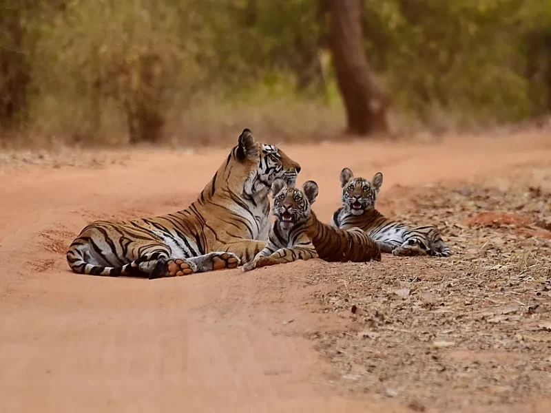 Ranthambore National Park, honeymoon places in India, for those loves wildflife and nature