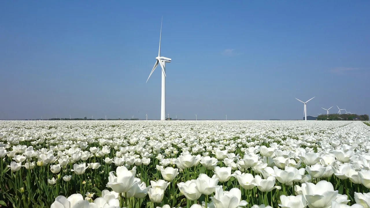 Europe Trip Package from IndiaFlowers Tulips Spring Seasonal Wind Mill Holland