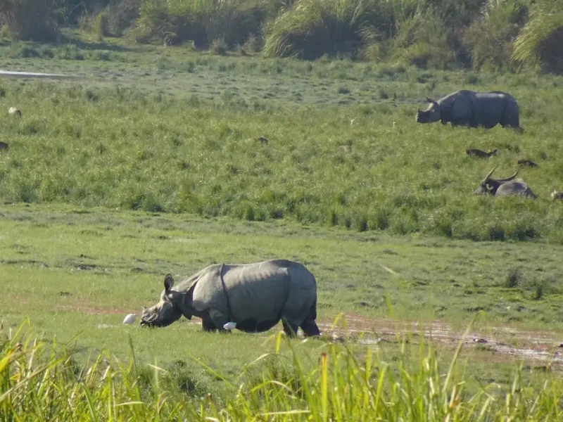 Kaziranga National Park, Assam, famous honeymoon places in India for wildlife and nature lovers