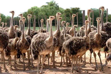 Visit to Oudtshoorn Ostriches - Garden Route, South Africa in 11 Days South Africa Trip Package from IMAD Travel