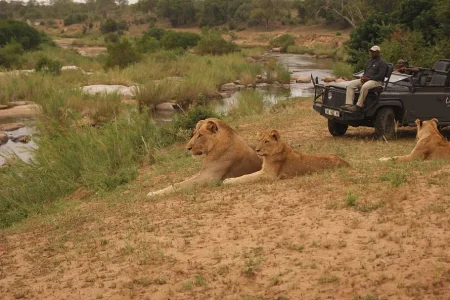 south-africa-kruger-national-park-lion-sands-game-reserve 10 Days South Africa Trip Package from IMAD Travel