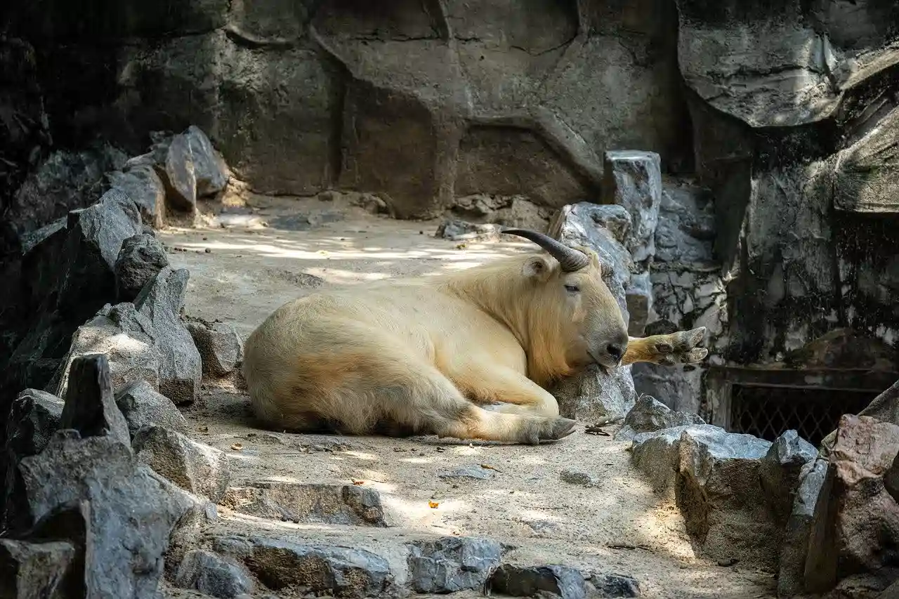 Visit to Takin Sanctuary Bhutan - Bhutan holiday package from IMAD Travel