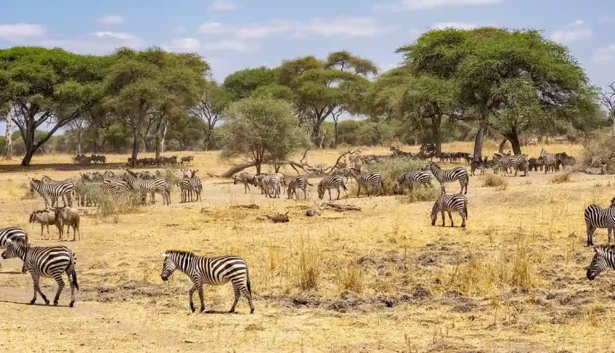 Tanzania's Great Migration of Wildebeest This Year with IMAD Travel