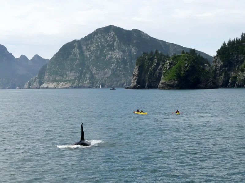 Humpback whale breaching in Alaska waters — Alaska cruise wildlife experience