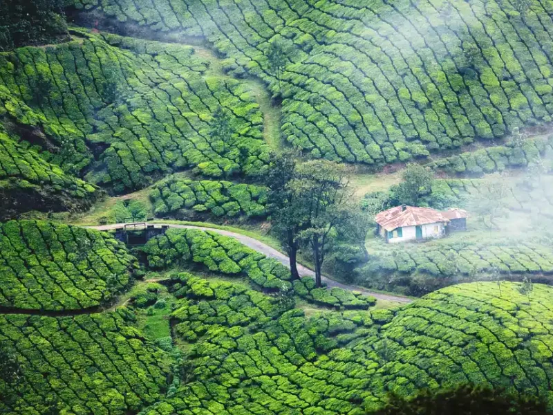 teaplantation-munnar-kerala-Kerala Monsoon Tour from Hyderabad Best Places, Tips & What to Expect From IMAD Travel