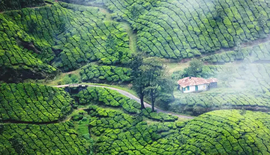 teaplantation-munnar-kerala-Kerala Monsoon Tour from Hyderabad Best Places, Tips & What to Expect From IMAD Travel