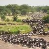 Wildebeest herd crossing the Mara River during the 2026 Great Migration