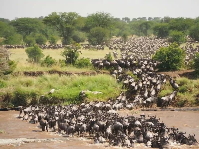 Wildebeest herd crossing the Mara River during the 2026 Great Migration