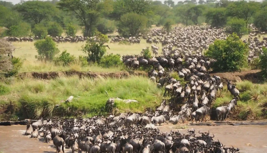 Wildebeest herd crossing the Mara River during the 2026 Great Migration