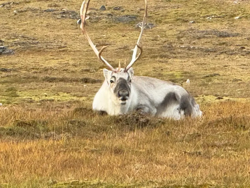 A Svalbard reindeer resting on the tundra — compact, heavily insulated and perfectly suited to this island environment.