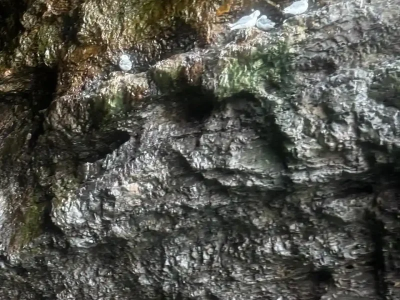 Bird cliffs on Bjørnøya, Bear Island, Svalbard expedition