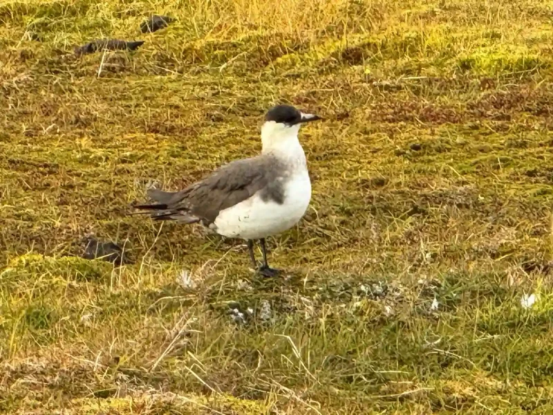 Juvenile glaucous gull photographed on a Svalbard expedition
