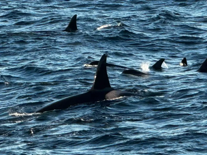 Orcas in the Norwegian Sea seen from an Arctic expedition ship