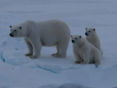 Polar bear on glacier moraine seen on a Svalbard expedition from India