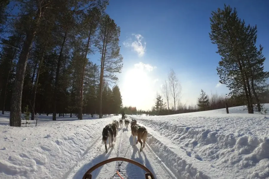 Huskies rides through the snowy landscapes of Rovaniemi, Finland in 8 Days Lapland Glass Igloo, Helsinki & Tallinn with IMAD Travel